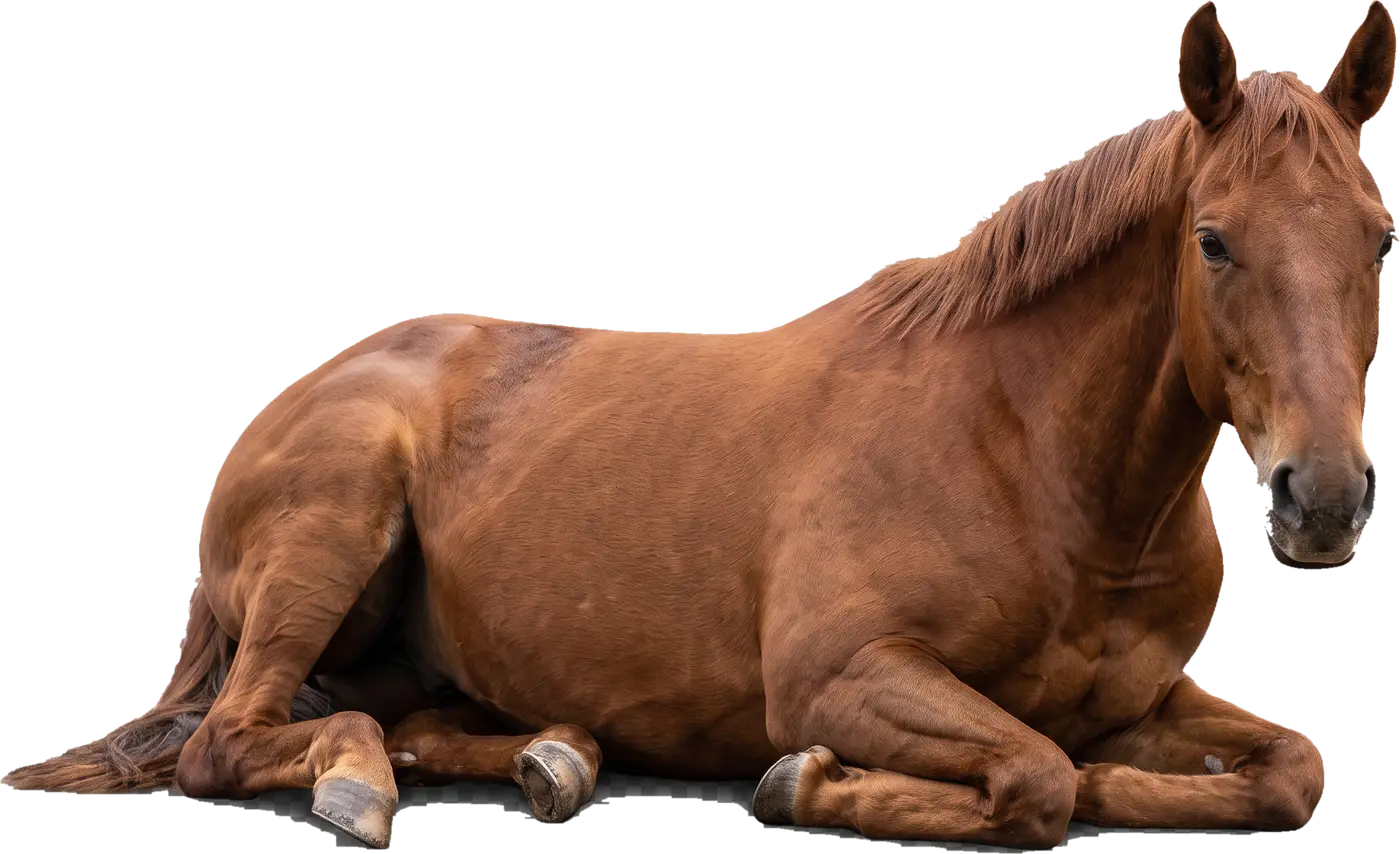 Rautias hevonen makaa lepäämässä.