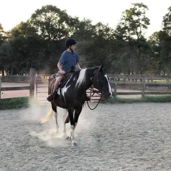 A rider schooling a paint horse in the arena at Silver Eagle Stable.